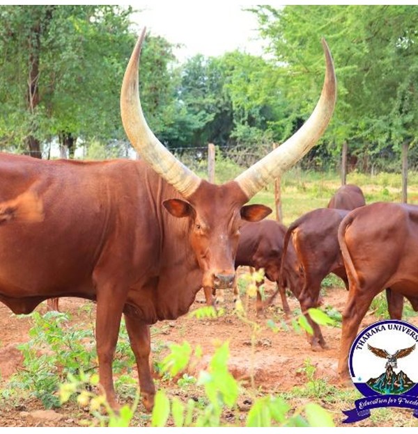 University Management